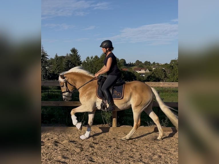 Haflinger Stute 3 Jahre 150 cm Fuchs in Engelsbrand
