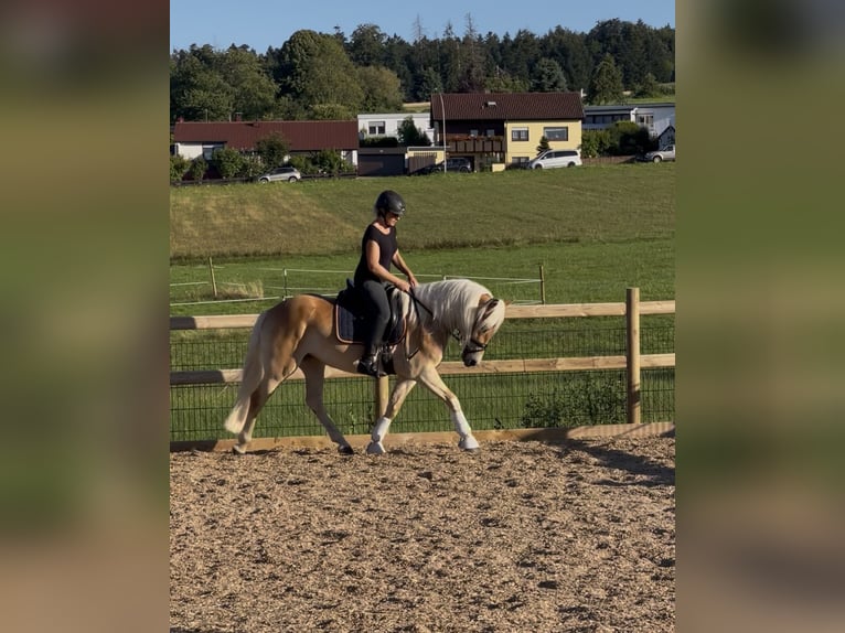 Haflinger Stute 3 Jahre 150 cm Fuchs in Engelsbrand