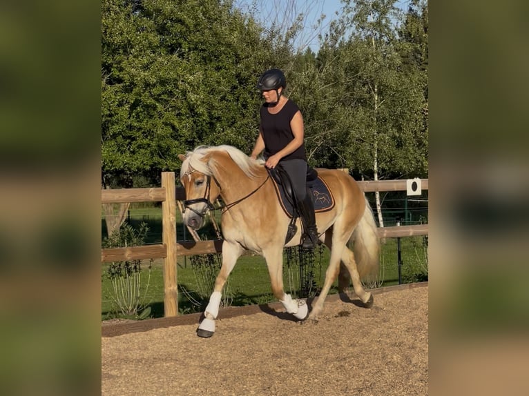 Haflinger Stute 3 Jahre 150 cm Fuchs in Engelsbrand