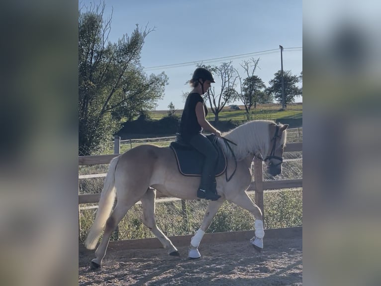 Haflinger Stute 3 Jahre 150 cm Fuchs in Engelsbrand
