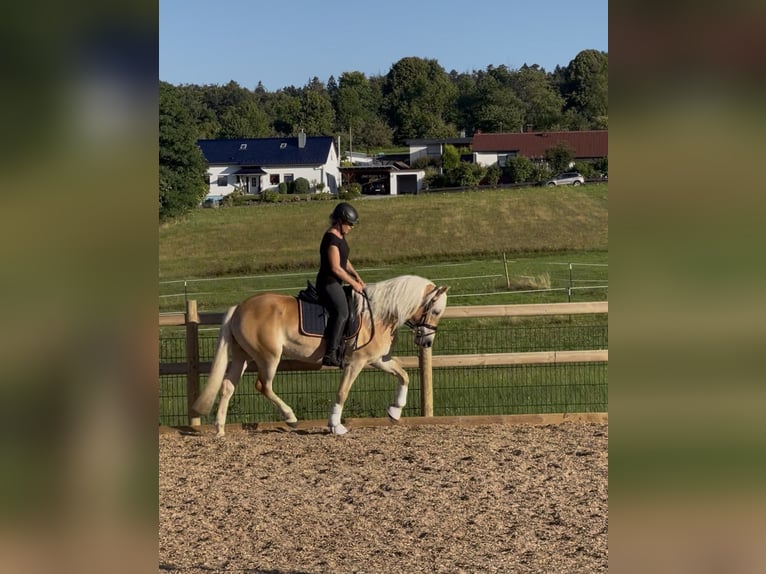 Haflinger Stute 3 Jahre 150 cm Fuchs in Engelsbrand