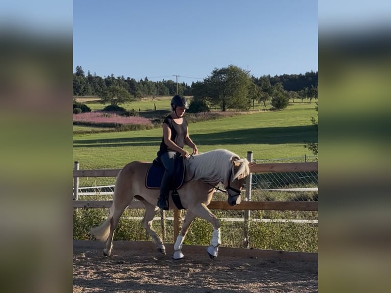 Haflinger Stute 3 Jahre 150 cm Fuchs in Engelsbrand