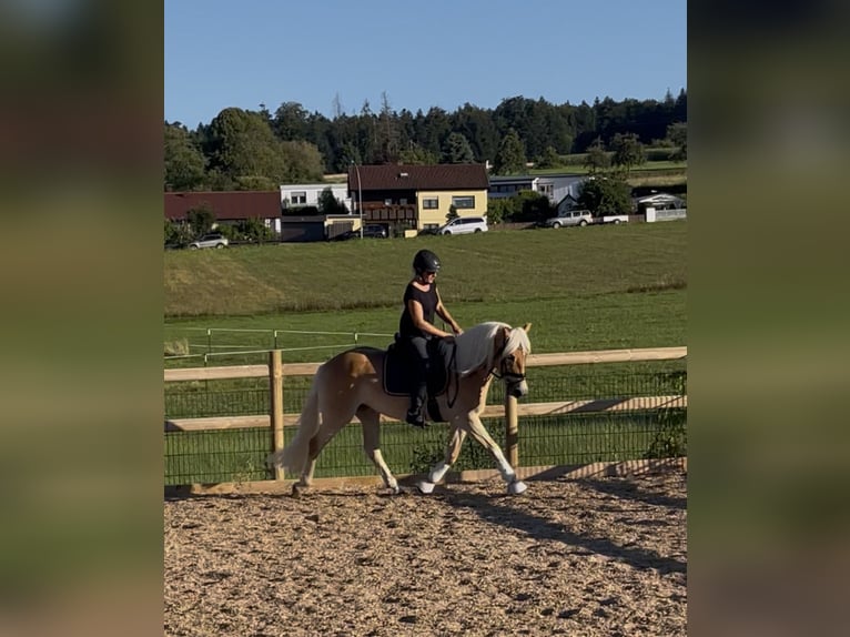 Haflinger Stute 3 Jahre 150 cm Fuchs in Engelsbrand