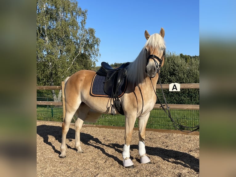 Haflinger Stute 3 Jahre 150 cm Fuchs in Engelsbrand