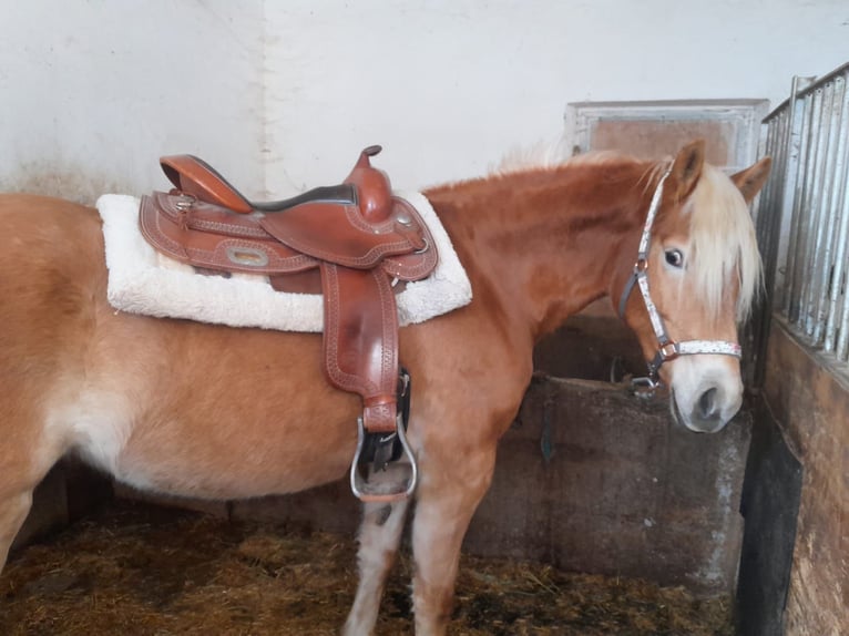 Haflinger Stute 3 Jahre 150 cm Fuchs in St. Leonhard in Passeier