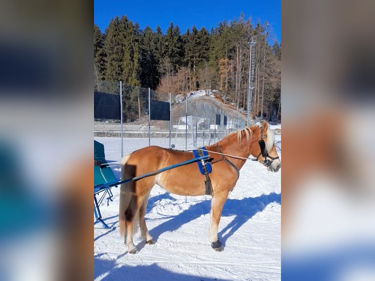 Haflinger Stute 3 Jahre 150 cm Fuchs in St. Leonhard in Passeier