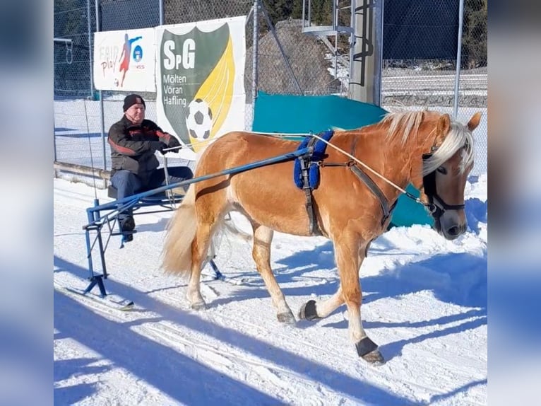 Haflinger Stute 3 Jahre 150 cm Fuchs in St. Leonhard in Passeier