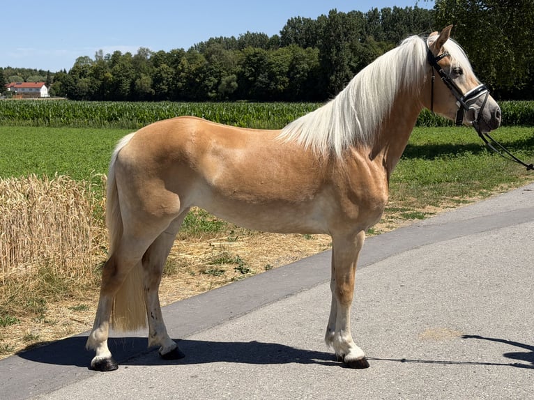 Haflinger Stute 3 Jahre 150 cm Fuchs in Riedlingen