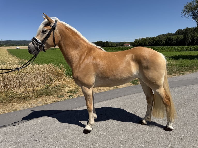 Haflinger Stute 3 Jahre 150 cm Fuchs in Riedlingen