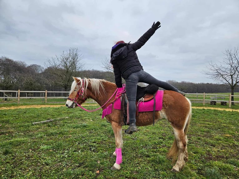 Haflinger Stute 3 Jahre 150 cm Fuchs in Linkenbach