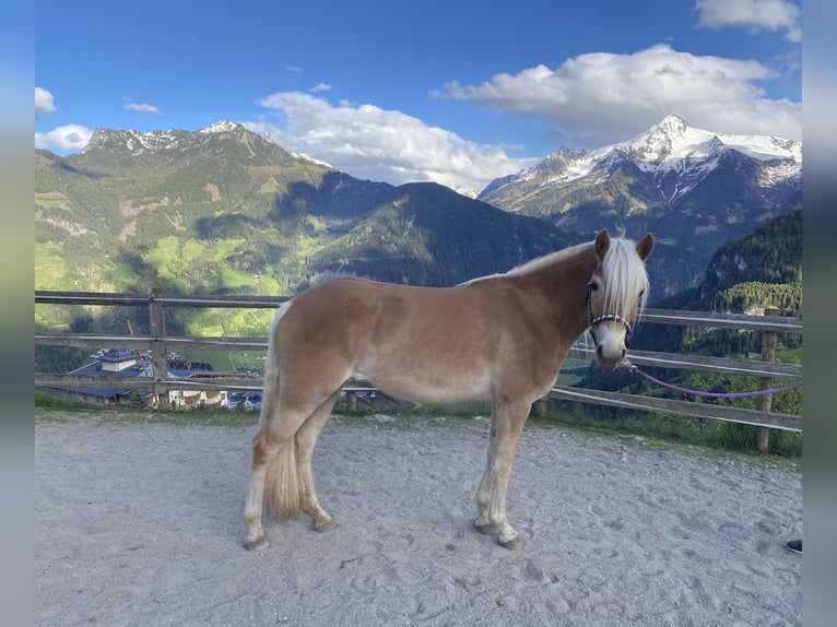 Haflinger Stute 3 Jahre 150 cm Fuchs in Hippach-Schwendberg