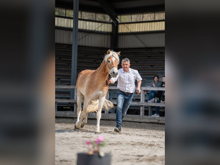 Haflinger Stute 3 Jahre 150 cm Fuchs in Hippach-Schwendberg