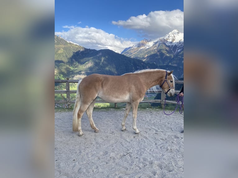 Haflinger Stute 3 Jahre 150 cm Fuchs in Hippach-Schwendberg