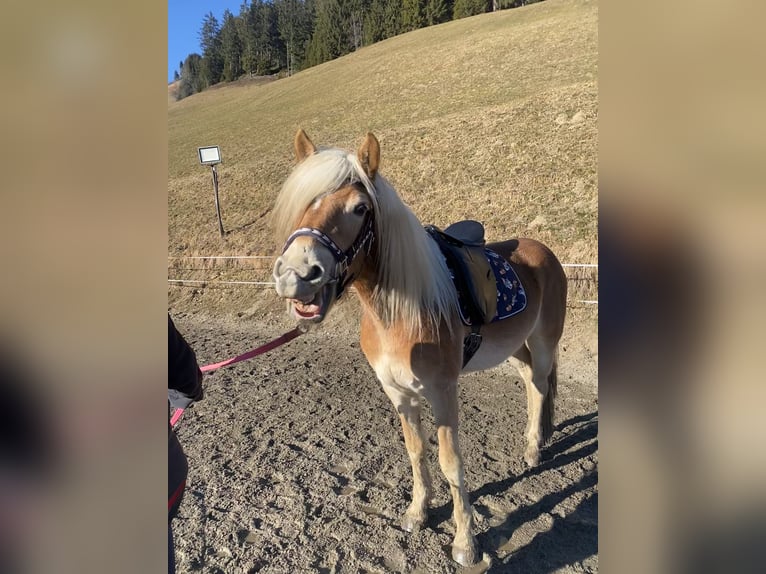 Haflinger Stute 3 Jahre 150 cm Fuchs in Hippach-Schwendberg