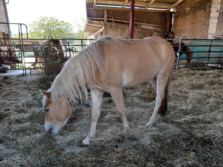 Haflinger Stute 3 Jahre 150 cm Fuchs in Kandel