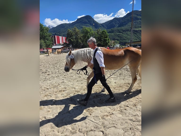 Haflinger Stute 3 Jahre 150 cm Rotfuchs in Arzl im Pitztal