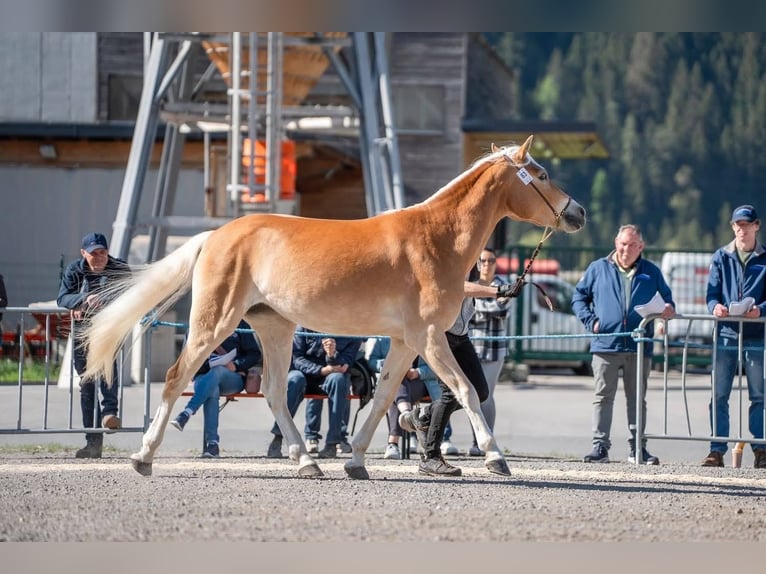 Haflinger Stute 3 Jahre 150 cm Rotfuchs in Arzl im Pitztal