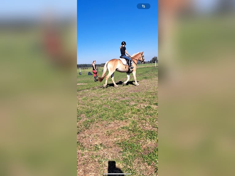 Haflinger Stute 3 Jahre 150 cm in Hohenseeden