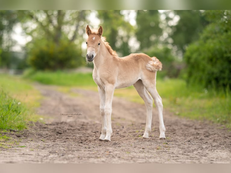 Haflinger Stute 3 Jahre 150 cm in Trebbin