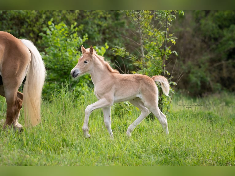 Haflinger Stute 3 Jahre 150 cm in Trebbin