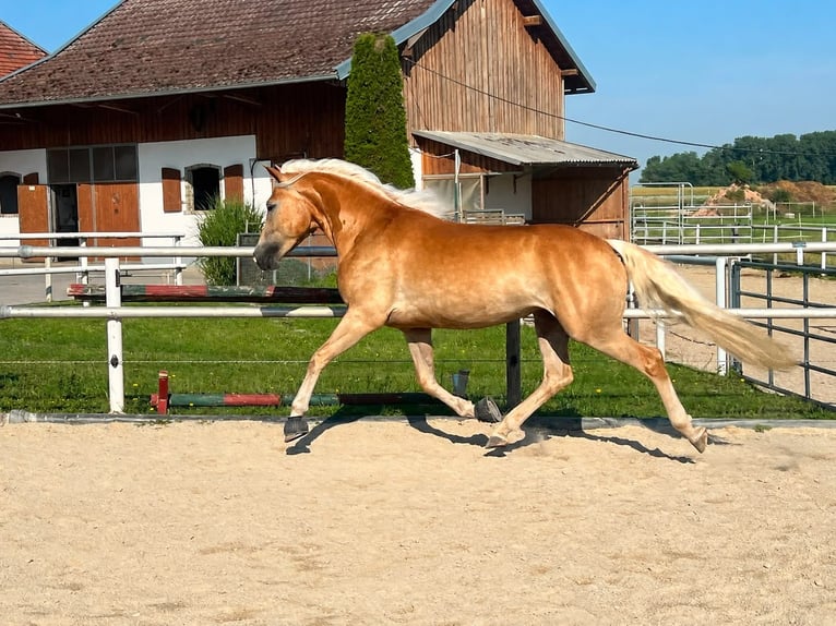 Haflinger Stute 3 Jahre 151 cm  in Laberweinting