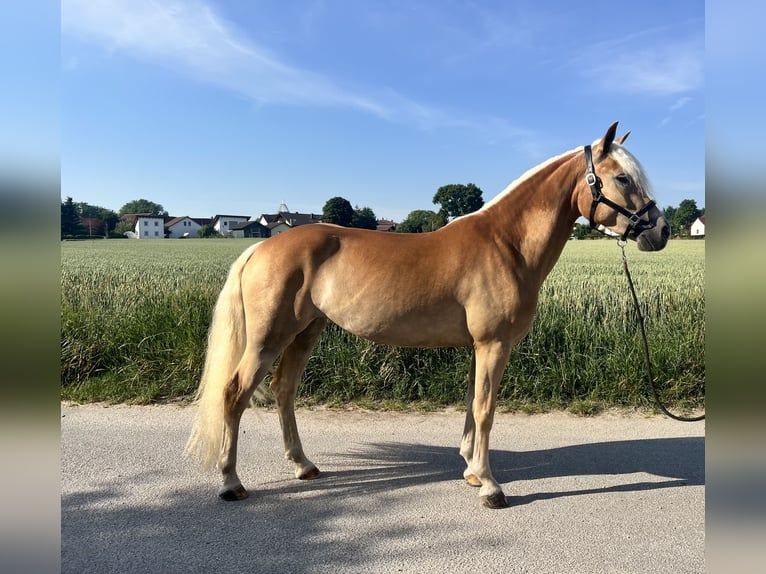 Haflinger Stute 3 Jahre 151 cm  in Laberweinting
