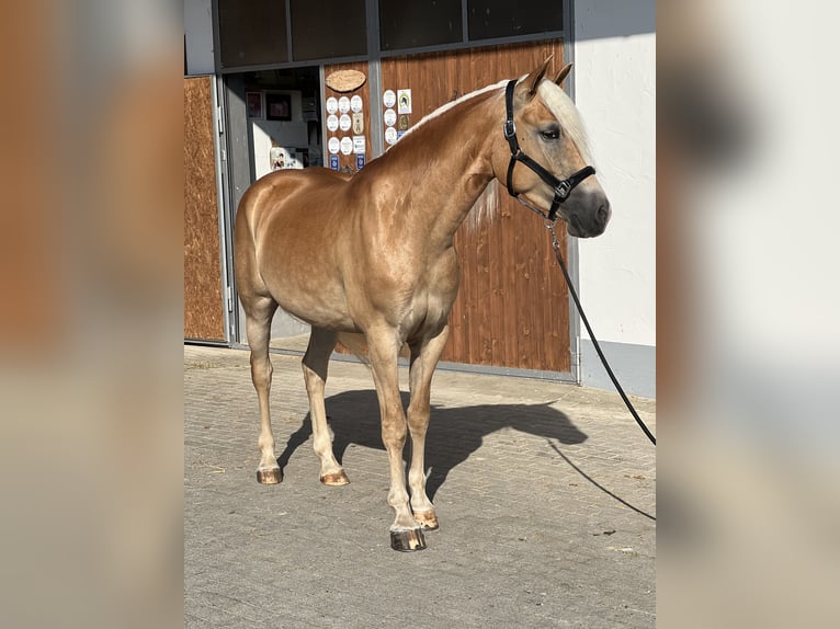 Haflinger Stute 3 Jahre 151 cm  in Laberweinting