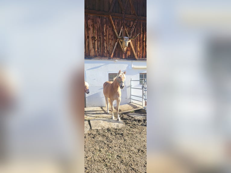 Haflinger Stute 3 Jahre 151 cm in St. Sigmund im Sellrain