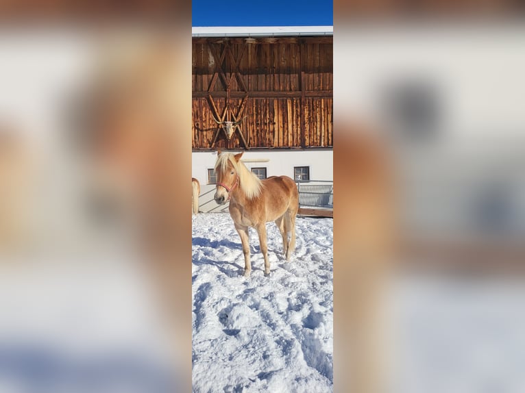 Haflinger Stute 3 Jahre 151 cm in St. Sigmund im Sellrain