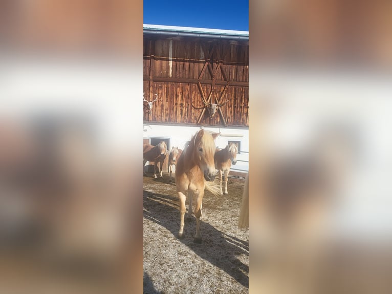 Haflinger Stute 3 Jahre 151 cm in St. Sigmund im Sellrain