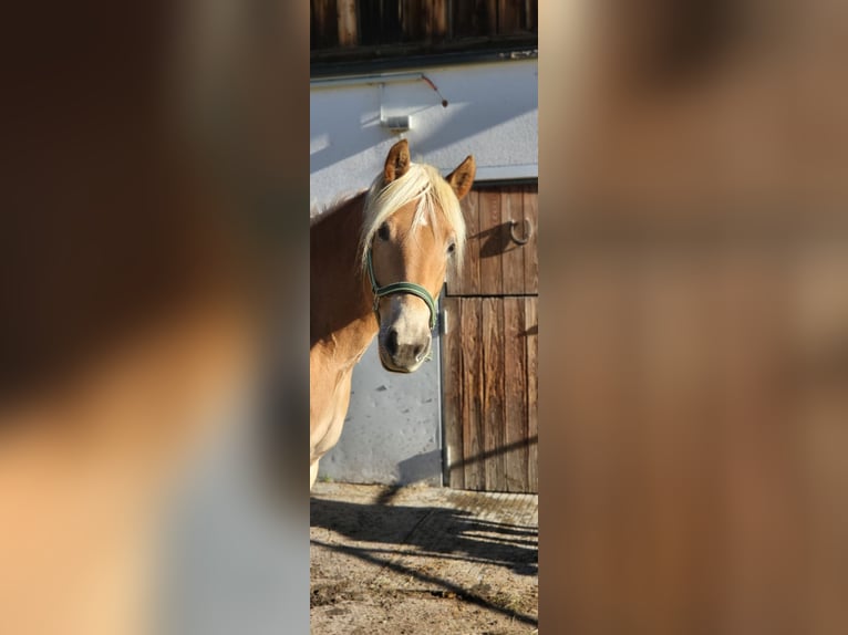 Haflinger Stute 3 Jahre 151 cm in St. Sigmund im Sellrain