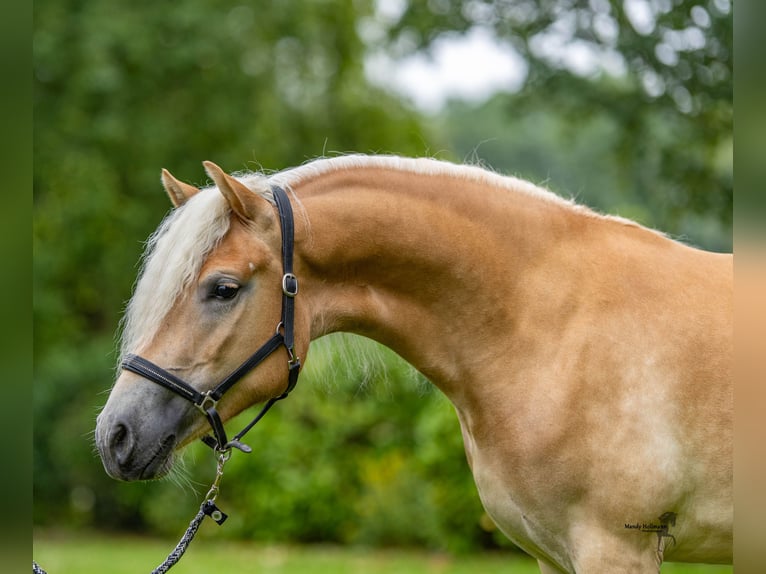 Haflinger Stute 3 Jahre 151 cm Fuchs in Schortens