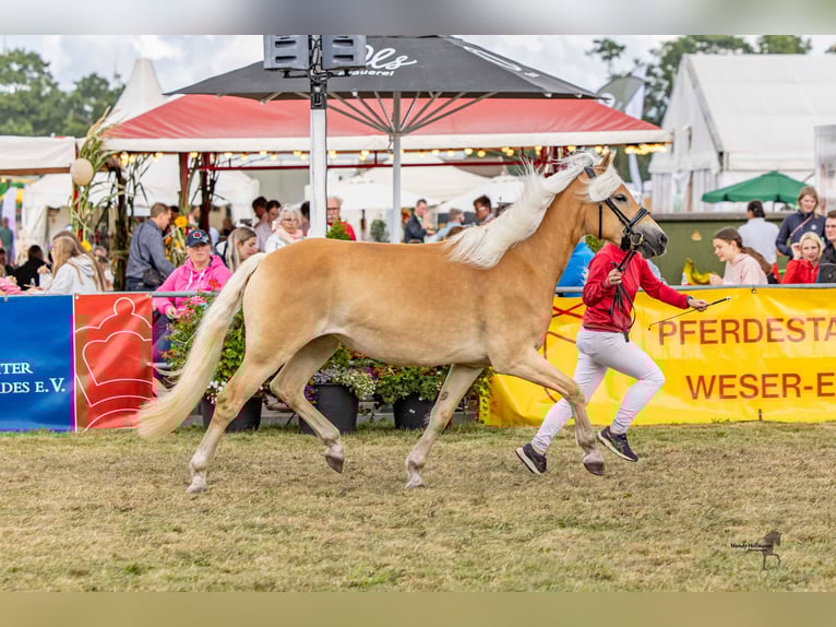 Haflinger Stute 3 Jahre 151 cm Fuchs in Schortens