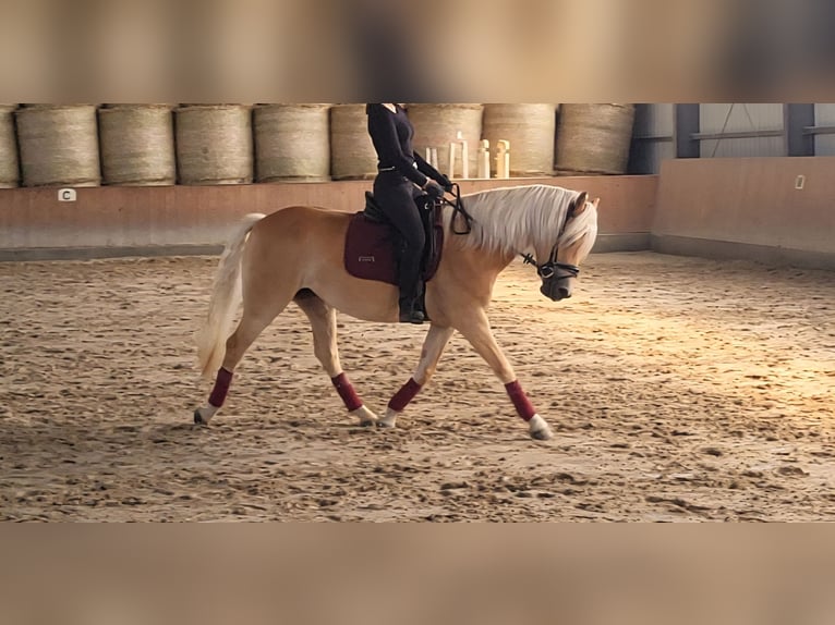 Haflinger Stute 3 Jahre 151 cm Fuchs in Schortens