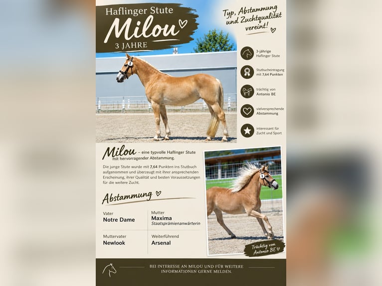 Haflinger Stute 3 Jahre 151 cm Fuchs in Kleblach-Lind