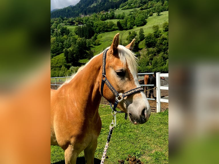 Haflinger Stute 3 Jahre 152 cm in St.Leonhard in Passeier