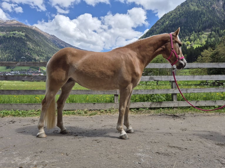 Haflinger Stute 3 Jahre 152 cm in St.Leonhard in Passeier