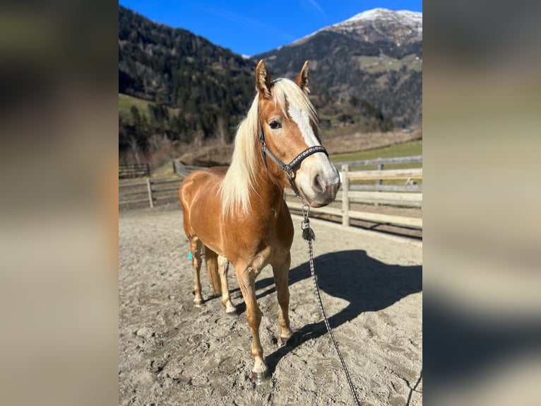 Haflinger Stute 3 Jahre 152 cm in St.Leonhard in Passeier