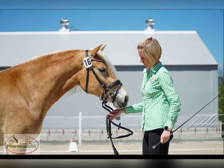 Haflinger Stute 3 Jahre 152 cm Fuchs in Pessendellach