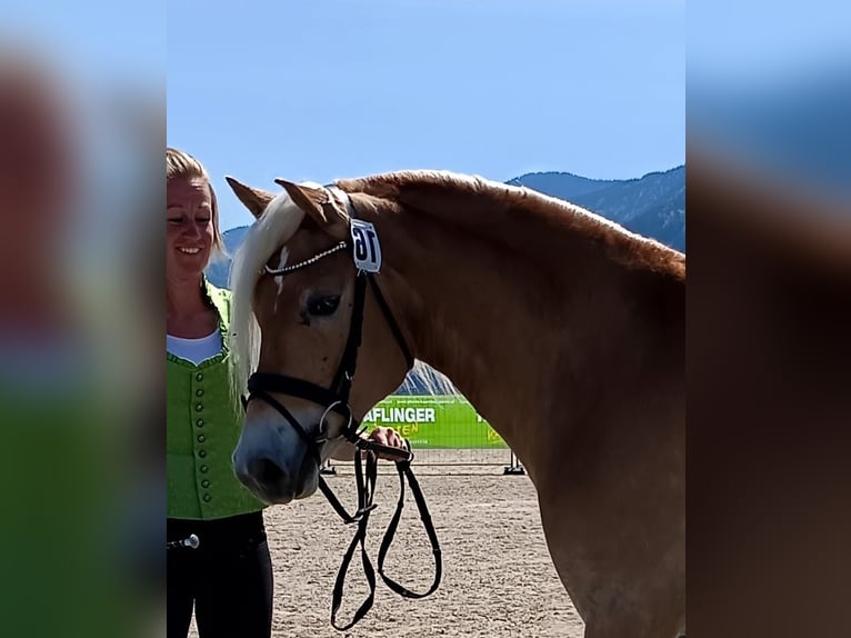 Haflinger Stute 3 Jahre 152 cm Fuchs in Pessendellach