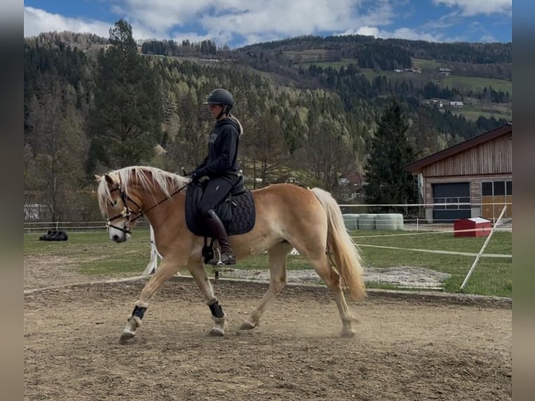 Haflinger Stute 3 Jahre 152 cm Fuchs in Sankt Peter am Kammersberg