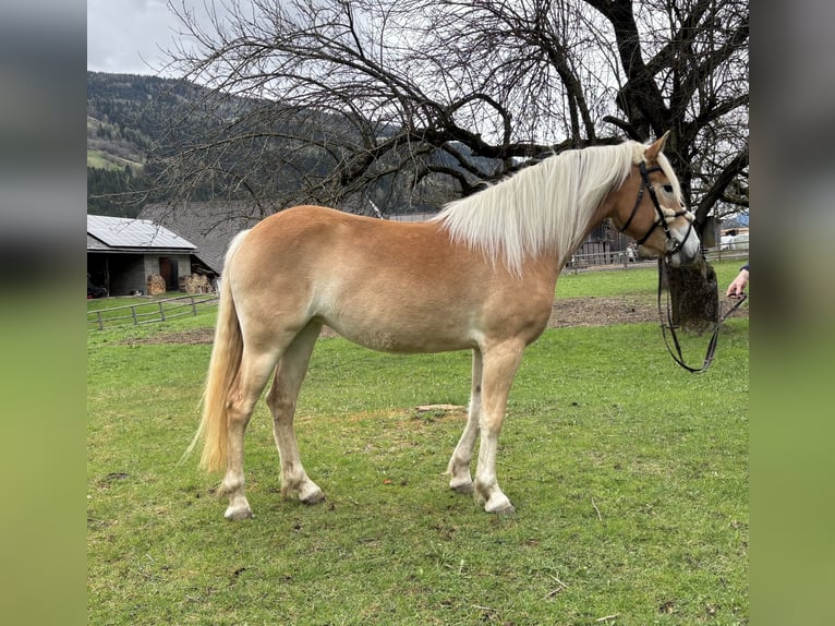 Haflinger Stute 3 Jahre 152 cm Fuchs in Sankt Peter am Kammersberg