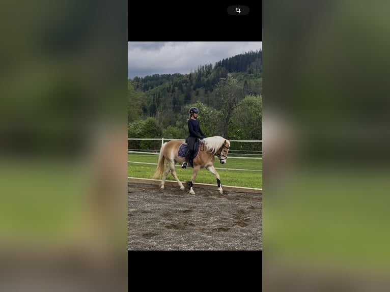 Haflinger Stute 3 Jahre 152 cm Fuchs in Sankt Peter am Kammersberg