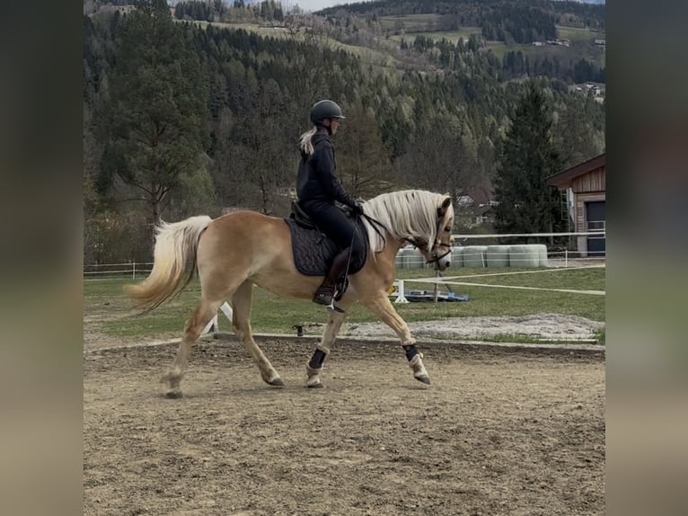 Haflinger Stute 3 Jahre 152 cm Fuchs in Sankt Peter am Kammersberg