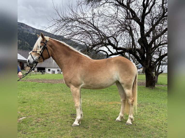Haflinger Stute 3 Jahre 152 cm Fuchs in Sankt Peter am Kammersberg