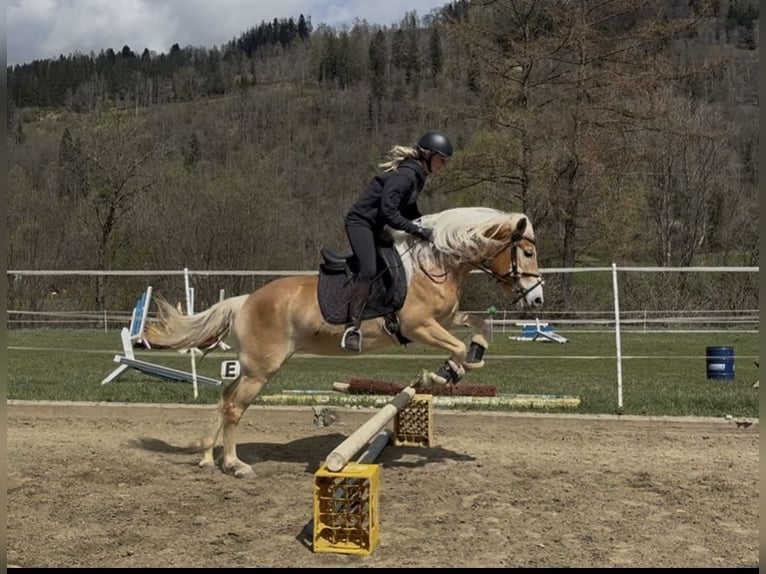 Haflinger Stute 3 Jahre 152 cm Fuchs in Sankt Peter am Kammersberg