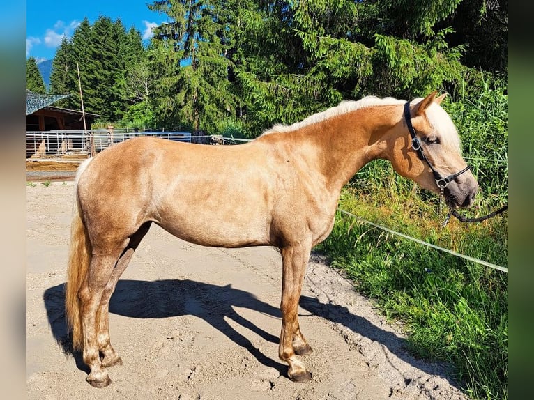 Haflinger Stute 3 Jahre 152 cm Fuchs in K&#xF6;tschach