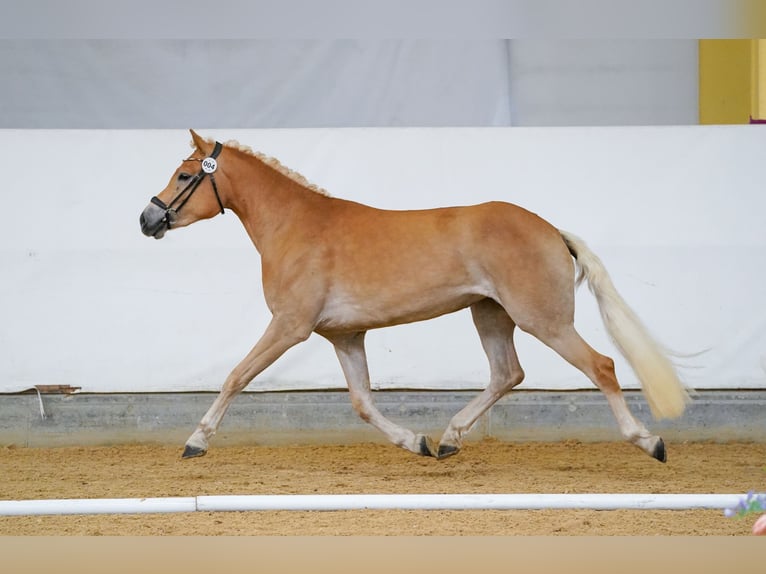 Haflinger Stute 3 Jahre 153 cm  in Scharnstein