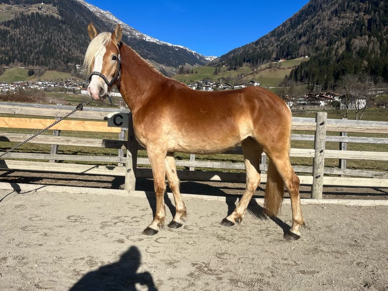Haflinger Stute 3 Jahre 153 cm in St.Leonhard in Passeier