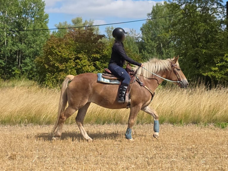Haflinger Stute 3 Jahre 153 cm Fuchs in Linkenbach